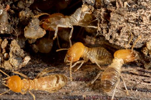 Comment savoir si on a des termites dans sa maison à Bordeaux?