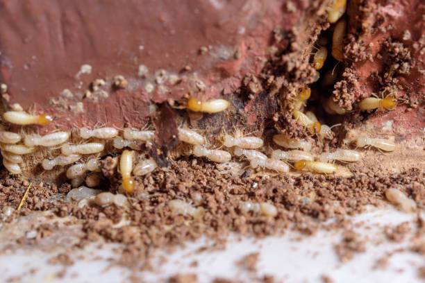Traitement d'une ossature en bois d'une maison infectée par des termites à Bordeaux